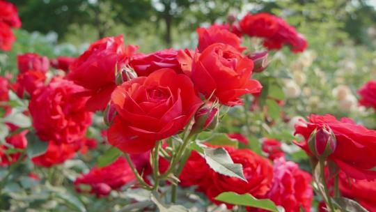 蔷薇玫瑰春天鲜花花开