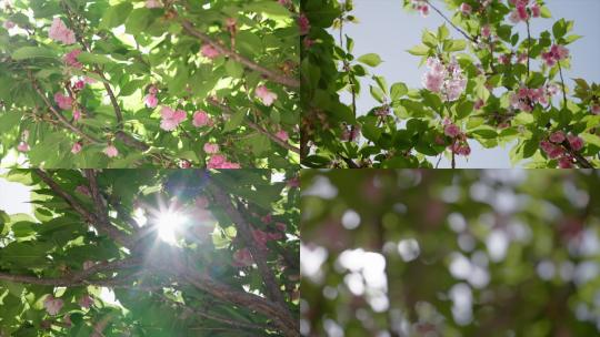 阳光下春天唯美的樱花高清在线视频素材下载