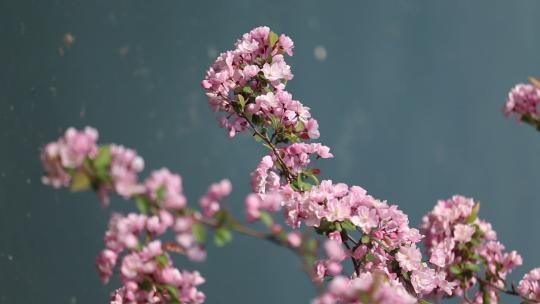 济南五龙潭垂丝海棠盛开，粉红花瓣景色宜人视频素材模板下载