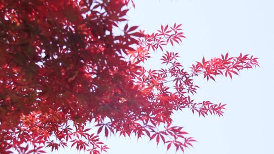 阳光下红枫树紫红鸡爪槭红叶红颜枫树视频素材模板下载