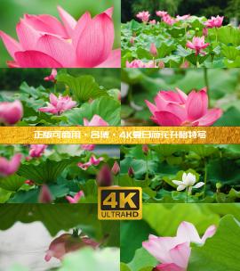 【多镜头】4K夏日荷花盛开