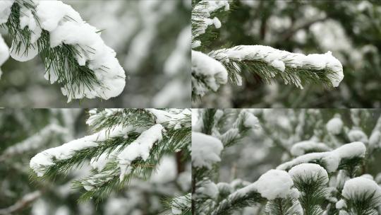 雪松雪景雪花飘落大雪中雪天松树上的积雪视频素材模板下载
