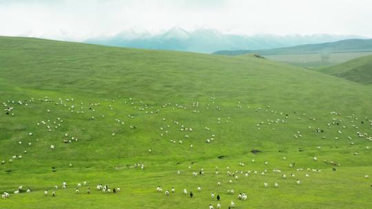 航拍羊群在山坡奔跑4k