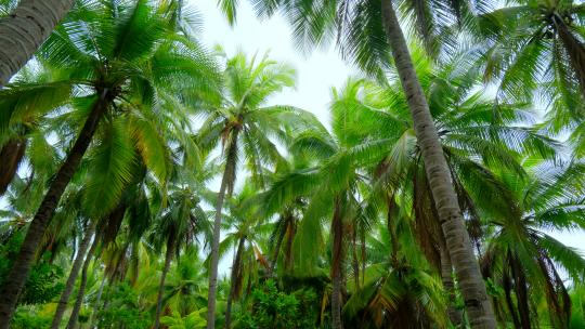 海南三亚椰梦长廊 椰树 椰子树 椰林