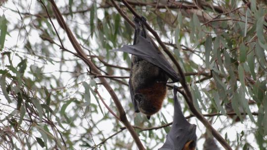 水果蝙蝠倒挂在树枝