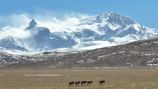 西藏雪山下的藏野驴