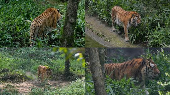 丛林霸主：老虎在动物园中的领地巡视高清在线视频素材下载