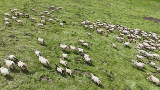 草原动物羊群奔跑高空航拍接触