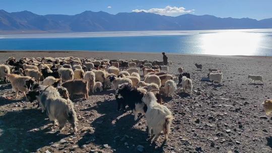 西藏那曲当惹雍措湖畔牧场人家羊群风光