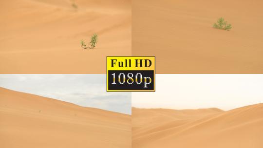 沙漠里坚韧不拔的梭梭树视频素材模板下载