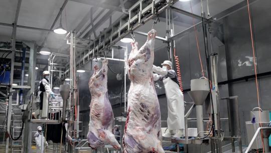 牛肉 牛屠宰厂 冷鲜肉 冷链 屠宰 牛肉加工视频素材模板下载