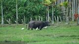 热带湿地牧场牛群高清在线视频素材下载
