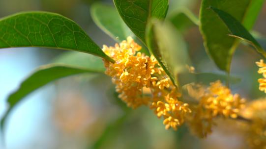 桂花桂花树