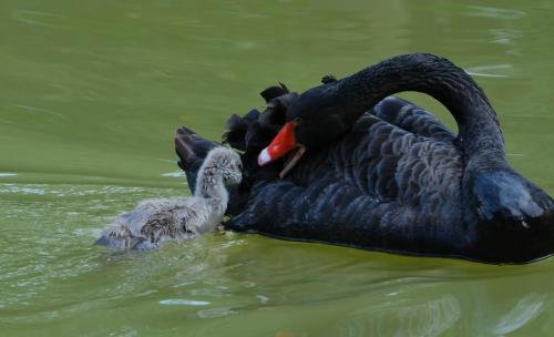 公园池塘黑天鹅带幼崽觅食母爱亲情温馨画面