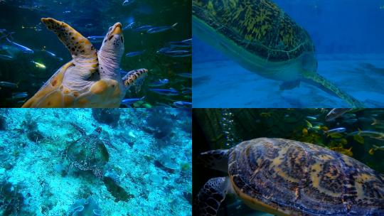 【合集】海底世界海龟游泳生活高清视频
