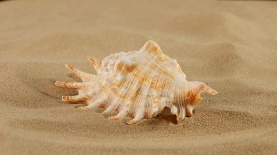 沙滩上的海洋贝壳，旋转，特写