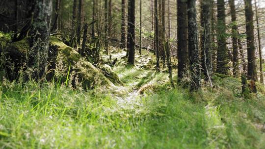 树森林阳光大自然树木春风植树树林木材大树