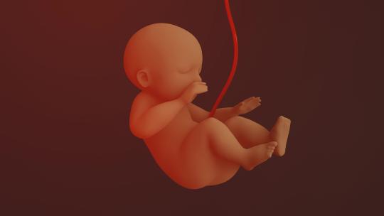 人类胎儿3D动画