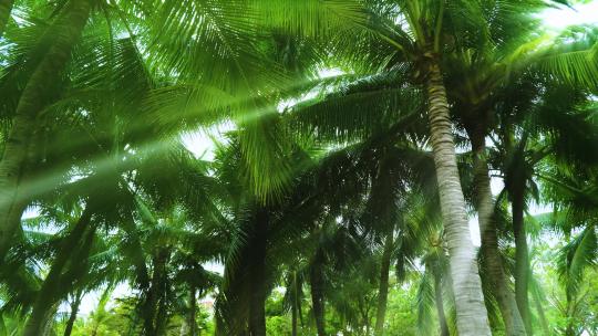 阳光树林 椰树林 椰梦长廊 丁达尔效应