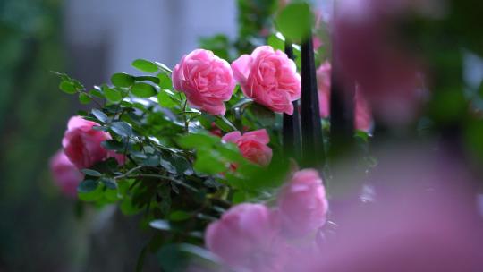 盛开的蔷薇月季花视频素材模板下载