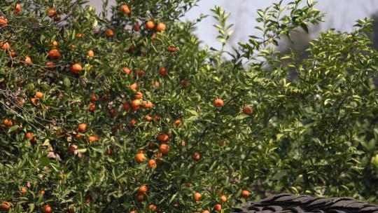果园橘子柑橘种植业农业经济