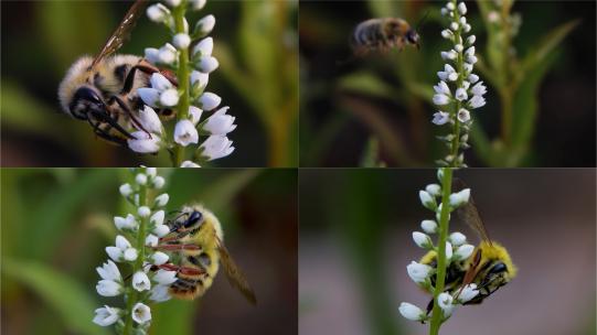 大黄蜂采蜜野花，微距升格特写高清在线视频素材下载