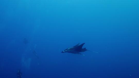 海底蝠鲼魔鬼鱼海洋世界视频素材模板下载