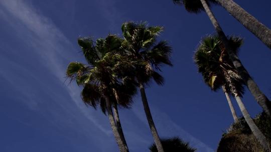 2281_低矮的棕榈树被风吹动