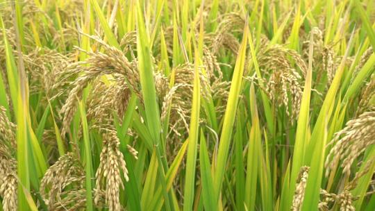 农村稻田里成熟的稻谷