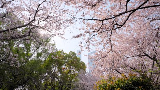 樱花春天的樱花