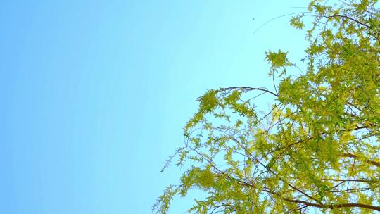 中午蓝色天空下风吹柳树