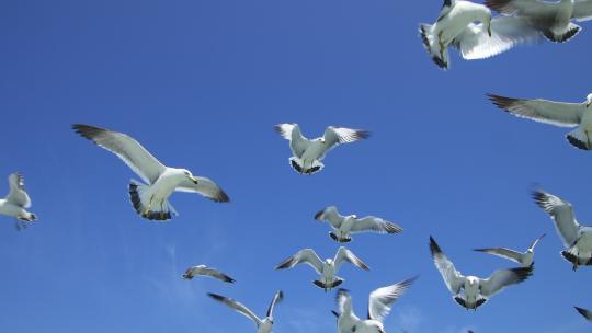 山东威海海驴岛上空飞翔的海鸥视频素材模板下载
