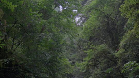 深山里茂密树林绿树成荫