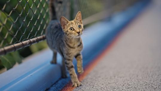 流浪猫路边野猫猫咪宠物动物