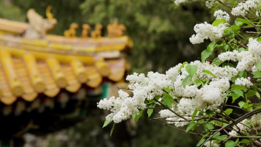 北京故宫丁香花丁香