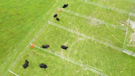 航拍黑牛躺在围栏里视频素材模板下载