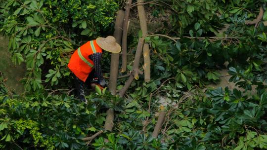 园林护理工作人员园丁修剪树木