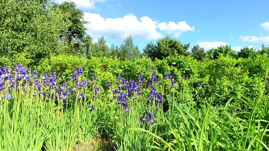 盛开的蓝色的野花