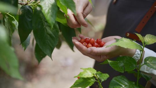 中年女性农民果园小樱桃采摘
