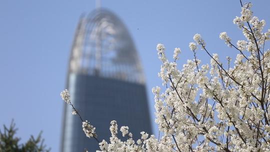 济南五龙潭，春季樱花植物盛开洁白如雪