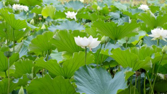 昆明翠湖公园夏天荷塘里的白莲花盛开