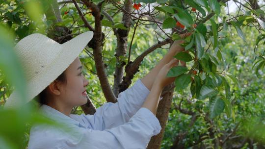水果种植基地果园大丰收采摘樱桃视频素材模板下载