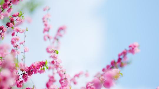 粉色桃花盛开在蓝天下唯美柔美空镜