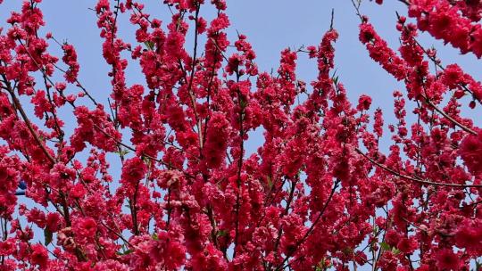 春暖花开桃花盛开