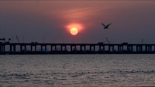深圳湾大桥日落，车子穿日而过，海鸥