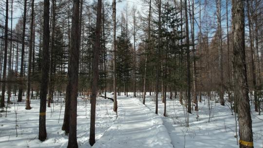 白山市松江河国家森林公园一个人在雪中行走