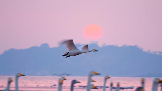夕阳天鹅湖 白天鹅 天鹅飞翔