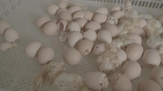 鸡蛋孵化小鸡出壳全过程LOG视频素材模板下载
