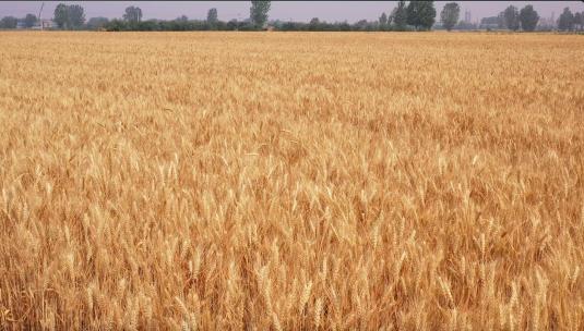4k航拍准备收割的成熟小麦
