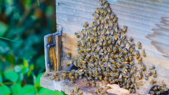 蜜蜂野蜂采蜜蜂箱视频素材模板下载